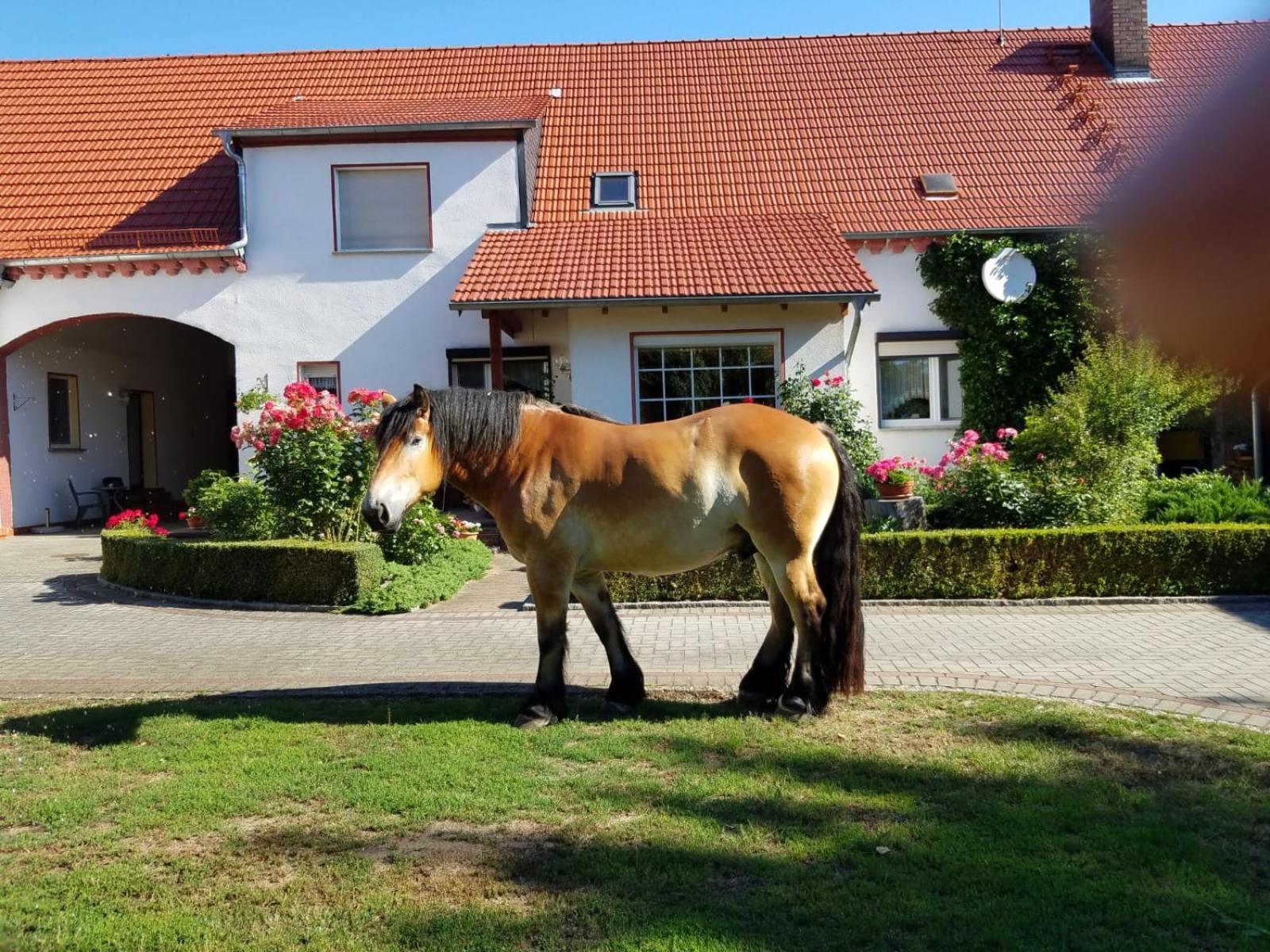 Top-Moderne Ferienwohnung Und Apartments Auf Frueherem Wunderschoenen Bauernhof Im Elbe-Elster-Kreis In Brandenburg Bei Herzberg-Elster, Schoenewalde, Holzdorf Екстер'єр фото